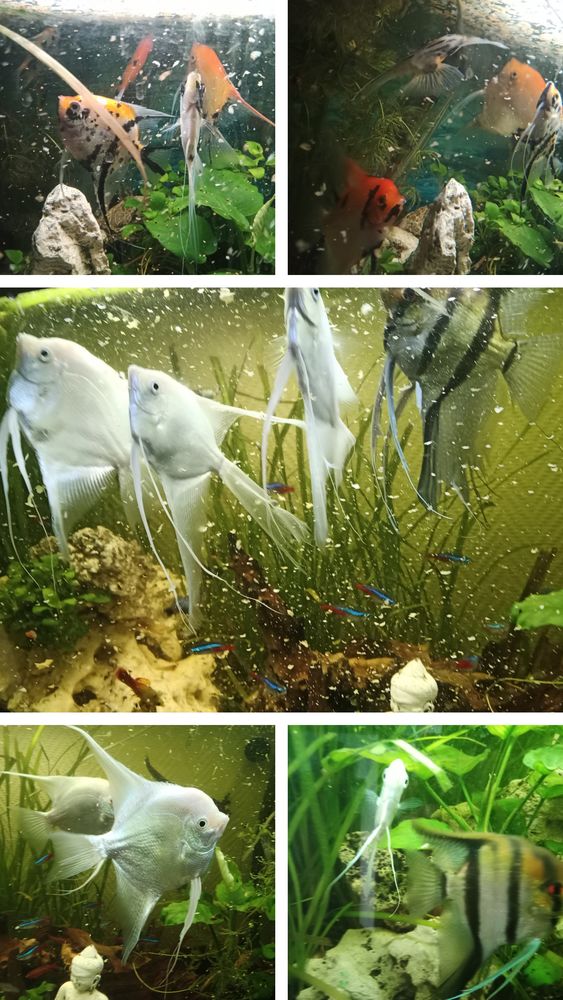 Scalaire ko&iuml;, tricolore, eimeki, noir, blanc platinium 0 86340 Roches-pr�marie-andill�