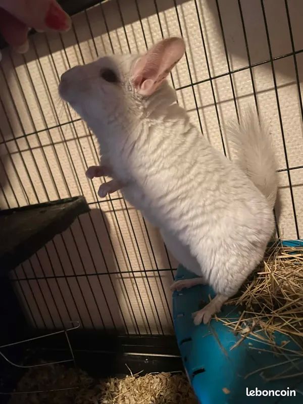 4 chinchillas 150 78520 Limay