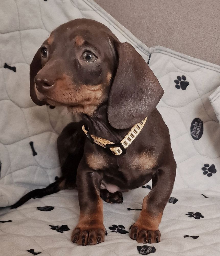 Teckel nain chocolat et feu 1500 67000 Strasbourg