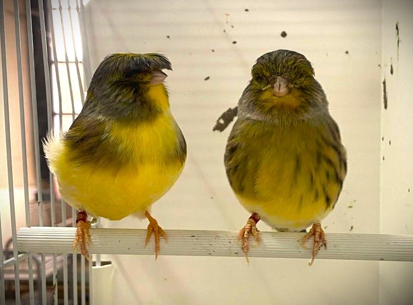 Canaris Gloster, M&uuml;nchener, Canaris couleurs, et de Chant 15 65500 Vic-en-bigorre