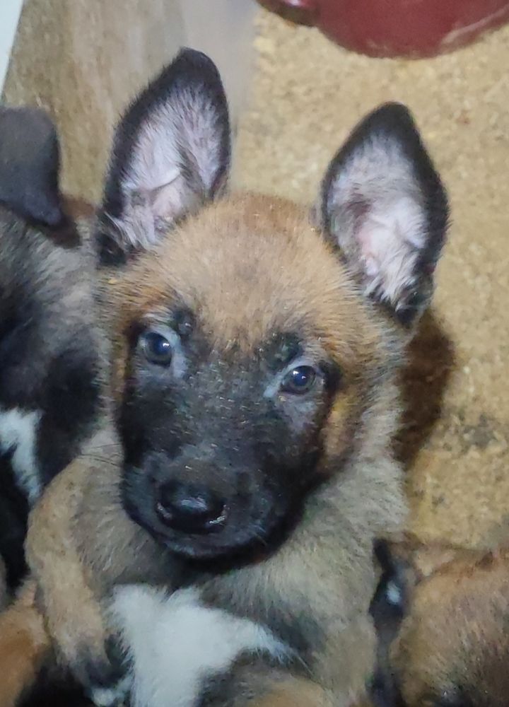 Chiots berger belge malinois lof lign&eacute;es travail charbonn&eacute;s 900 13390 Auriol
