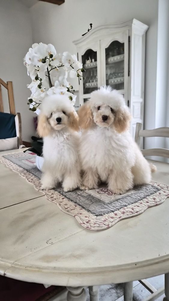 Chiots caniches toys M&F 2000 86430 Luchapt