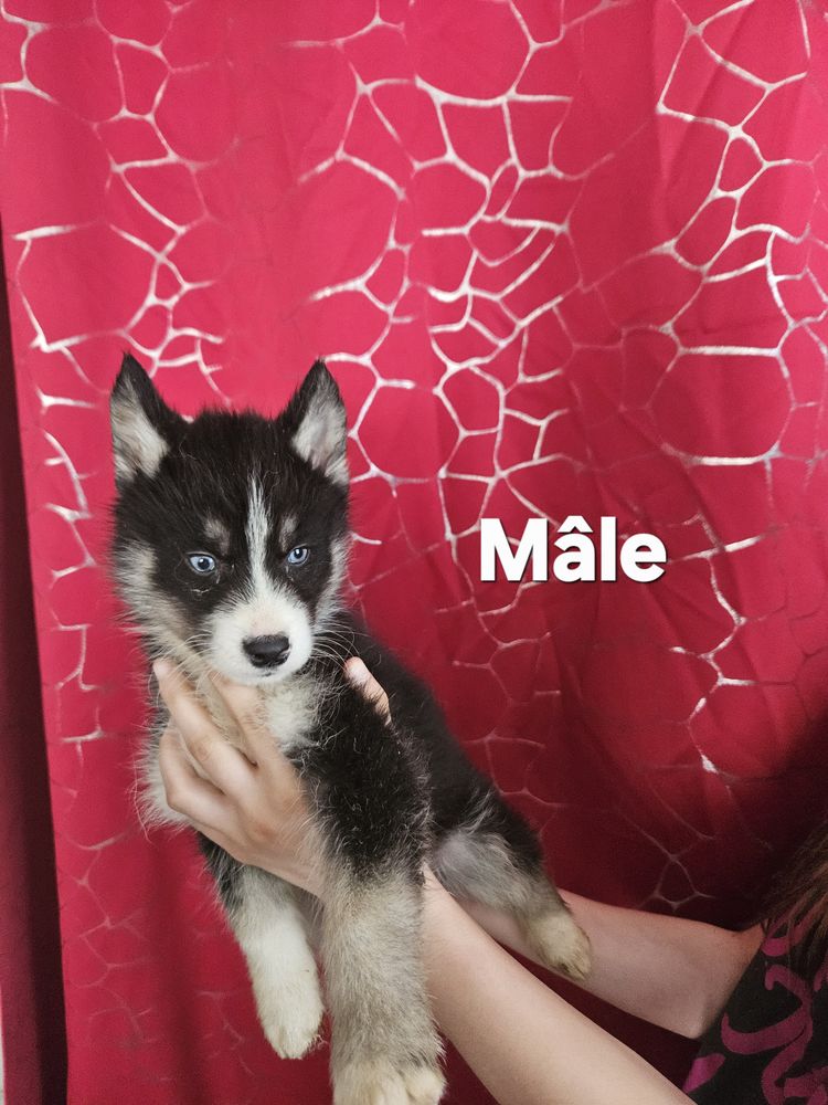 Husky de sib&eacute;rie non LOF 850 77940 Montmachoux