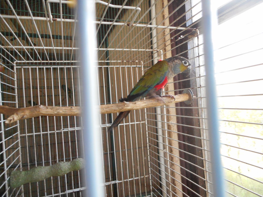 PERRUCHE 200 33140 Villenave-d'ornon