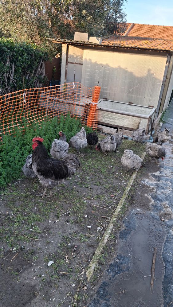 oeufs de poules geante de jersey 2 13129 Salin de giraud