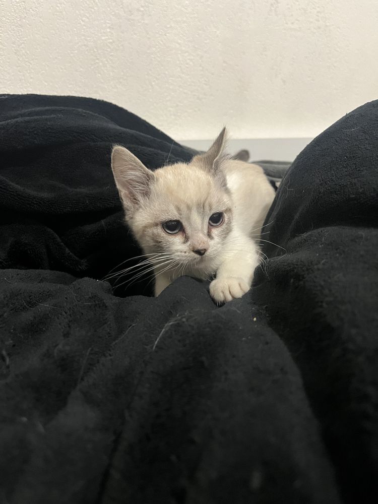 Chaton 0 83500 La seyne-sur-mer