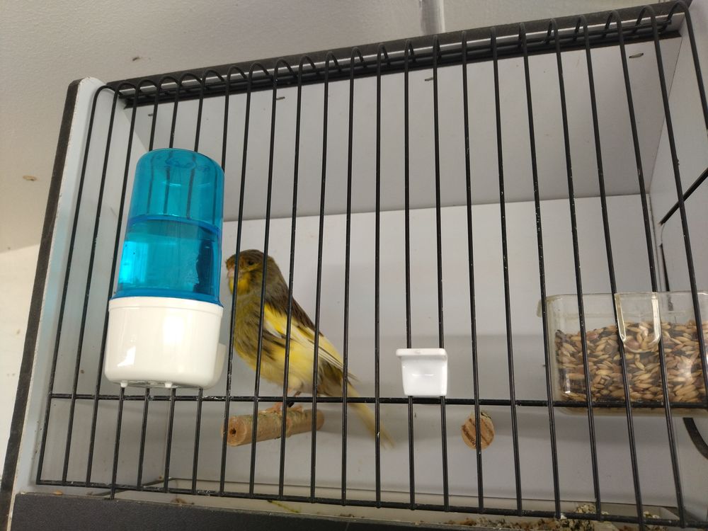 Canaris male et femelle 50 31390 Carbonne