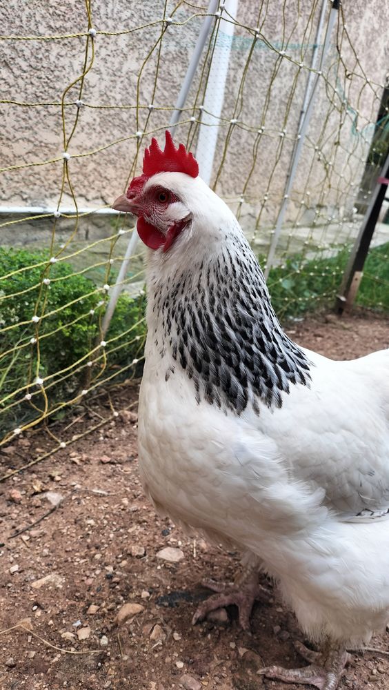 Poules pondeuses. 30 83500 La seyne-sur-mer