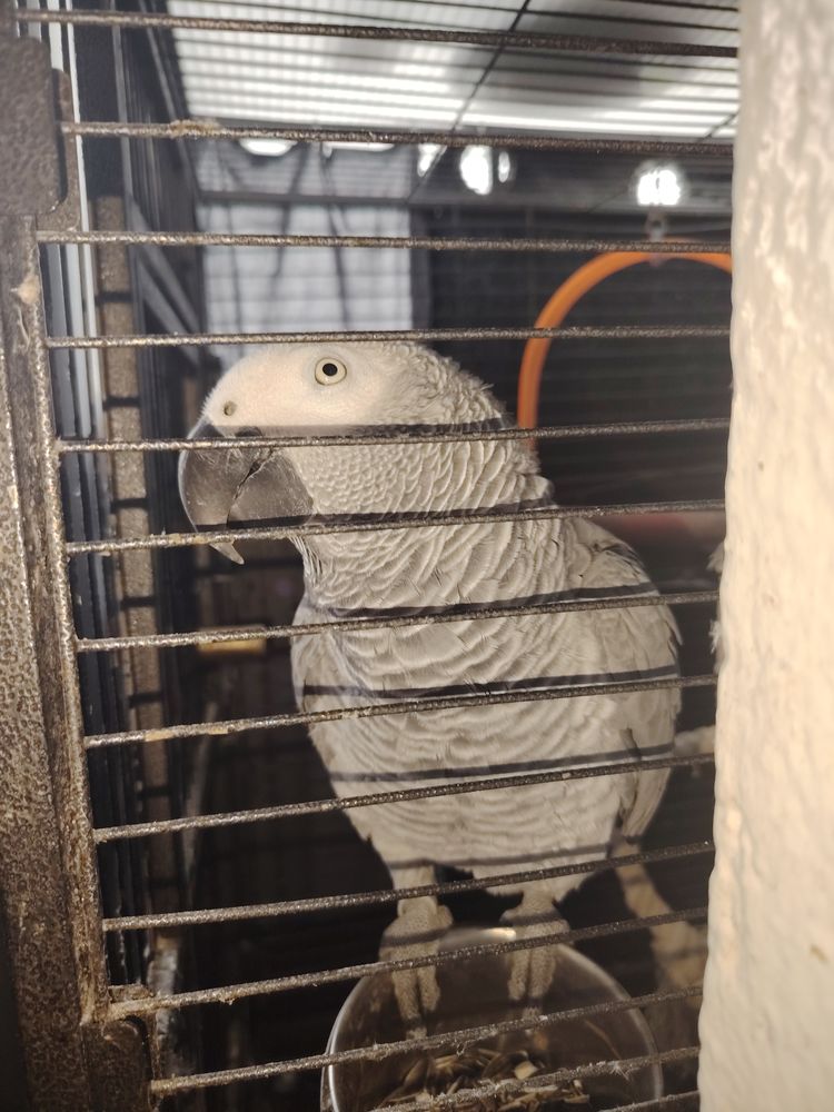 Perroquet gris Gabon 1500 95120 Ermont