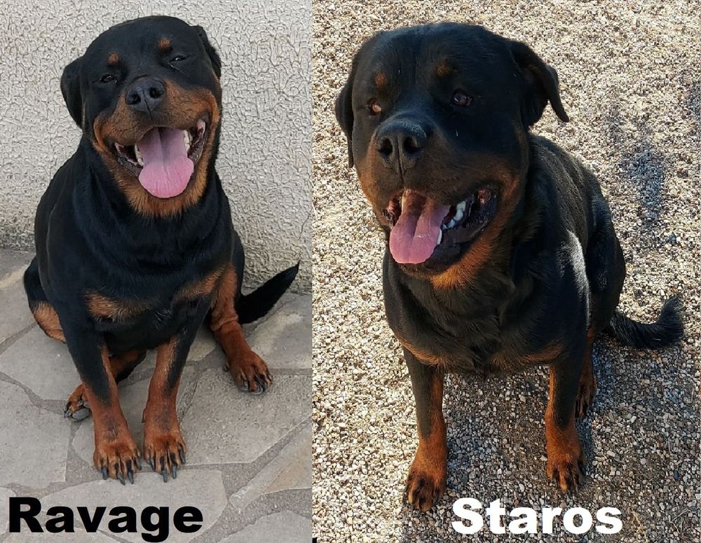 Chiots Rottweiler a r&eacute;server 970 79600 Airvault