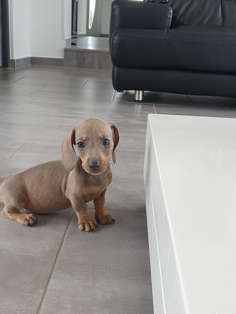 chiot teckel 1300 62860 Bourlon