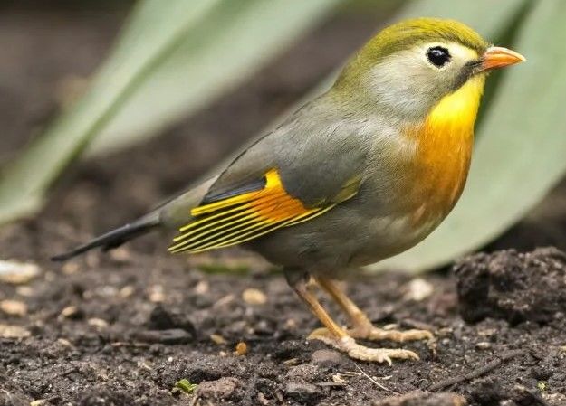 Rossignol du japon 0 01350 Culoz