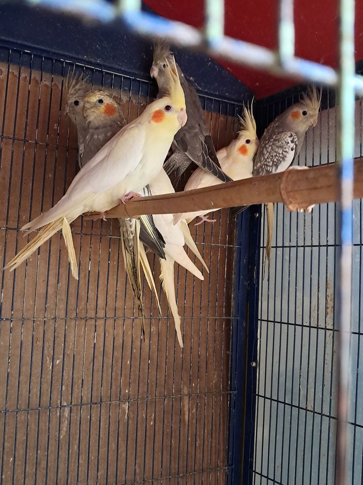 CALOPSITES 25 31370 B�rat