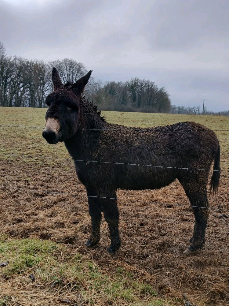 une vache irlandaise et un &acirc;ne du Berry 1400 54660 Moutiers