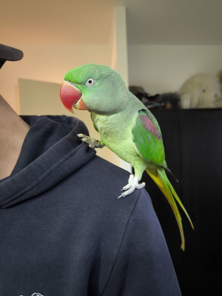 M&acirc;le Grand Alexandre EAM 2024 350 59310 Orchies