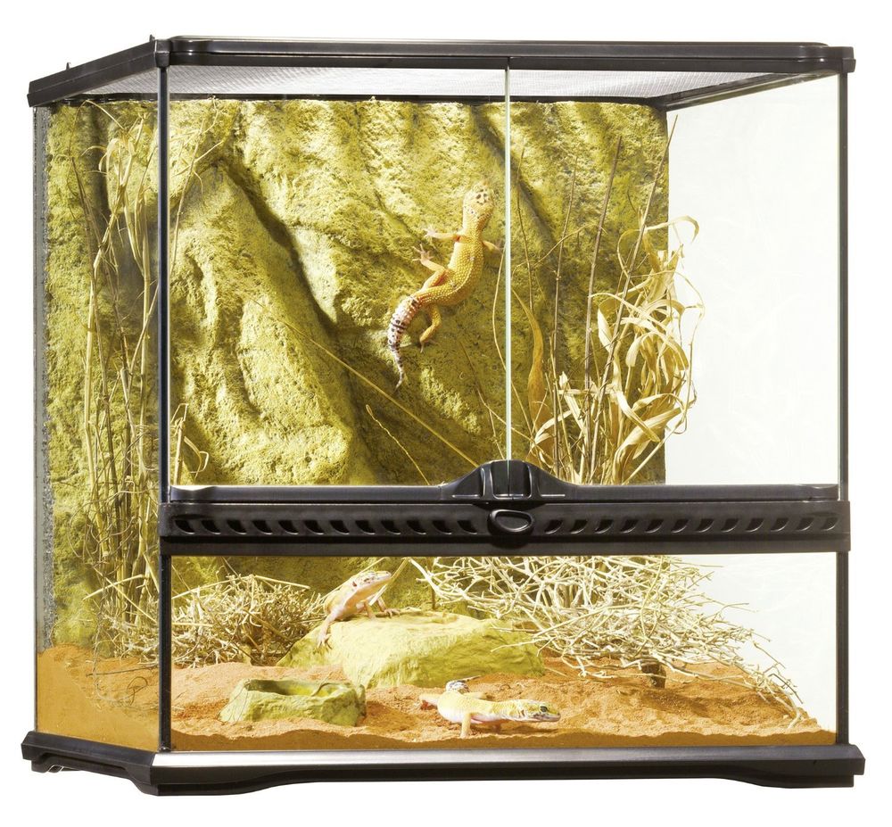 Gecko leopard + terrarium exoterra 45x45x45 200 69190 Saint-fons