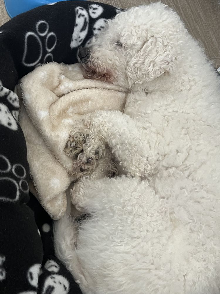 Cookie cherche nouveau nid (DON) 0 91700 Sainte-genevi�ve-des-bois