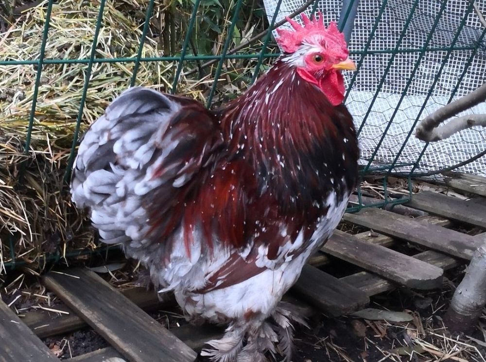 Jeune coq P&eacute;kin pure race 10 94700 Maisons-alfort