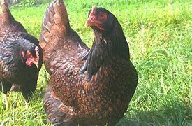 Oeuf f&eacute;cond&eacute;, poussin ,poule, coq Barnevelder 39 77540 Courpalay