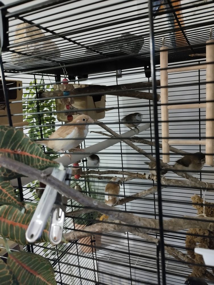 Divers oiseaux exotiques. 0 38330 Montbonnot-saint-martin