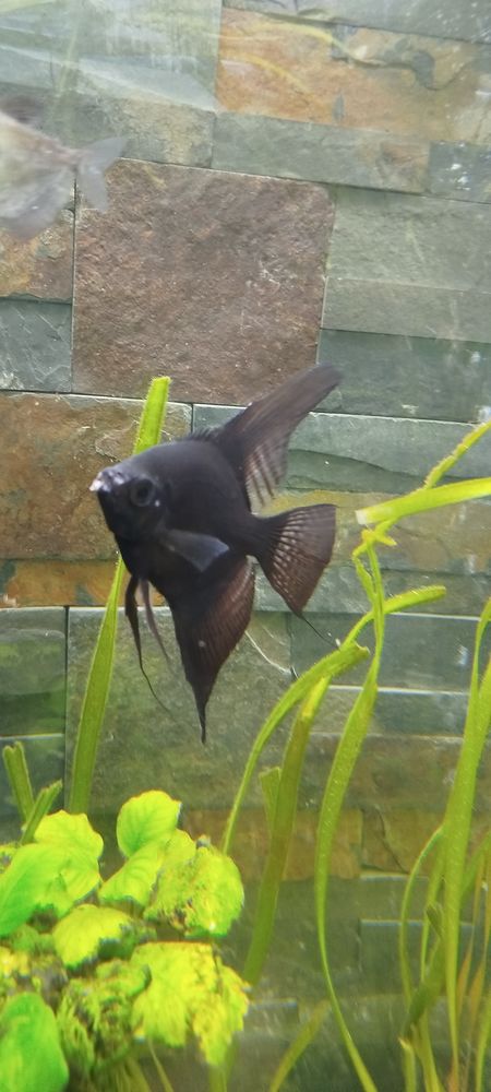 Scalaire noir adulte 7 45130 Baule