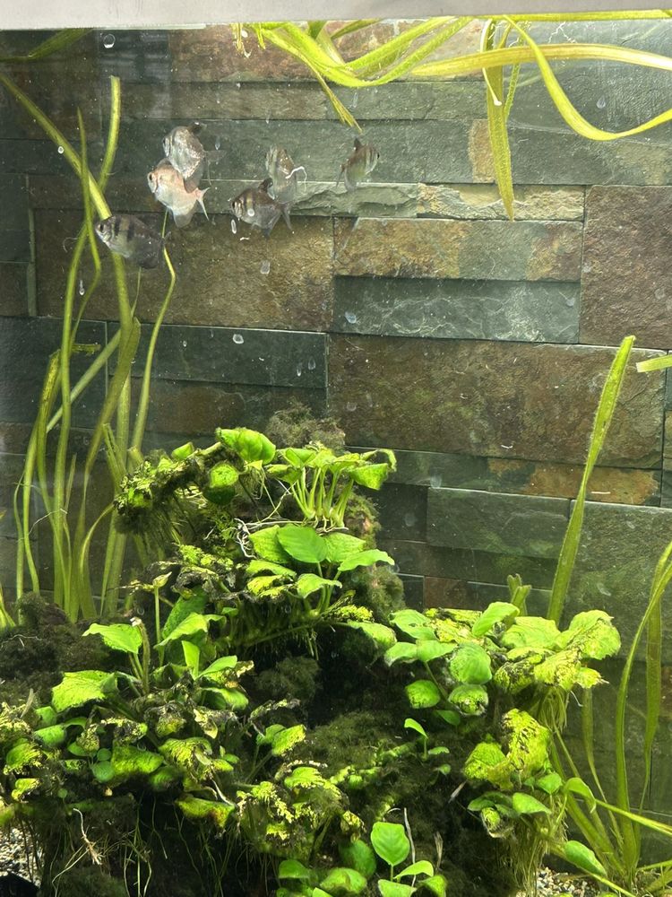 Veuve noire et blanche 15 45130 Baule