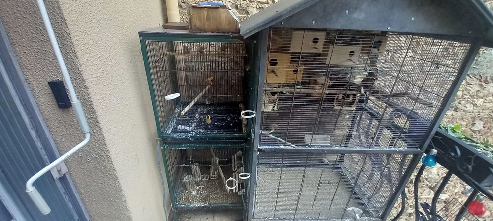 Cage + oiseaux exotiques 220 66390 Baixas