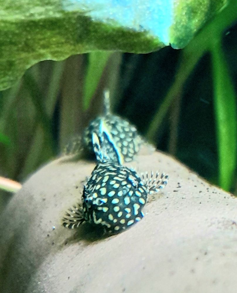 Ancistrus b&eacute;b&eacute;s 2 05230 Chorges