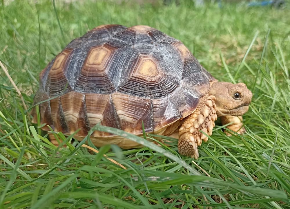 tortue terestre sulcata 200 78270 Bennecourt