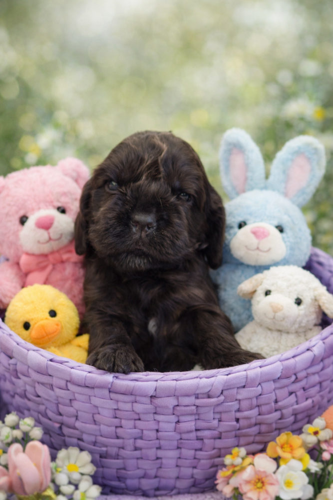 Chiot COCKER ANGLAIS. non-lof (3-4*CB) 990 58300 Cossaye