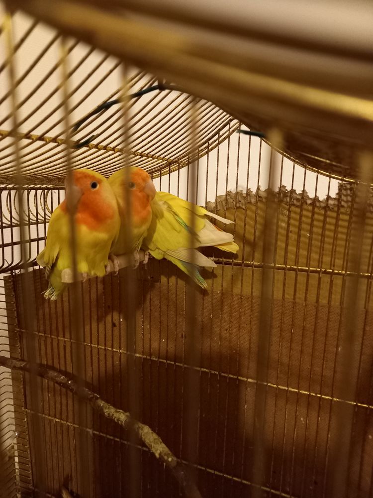 Perruches 30 80090 Amiens