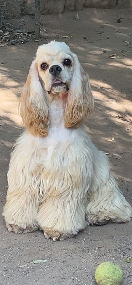 Cocker americain 400 88240 Bains-les-bains