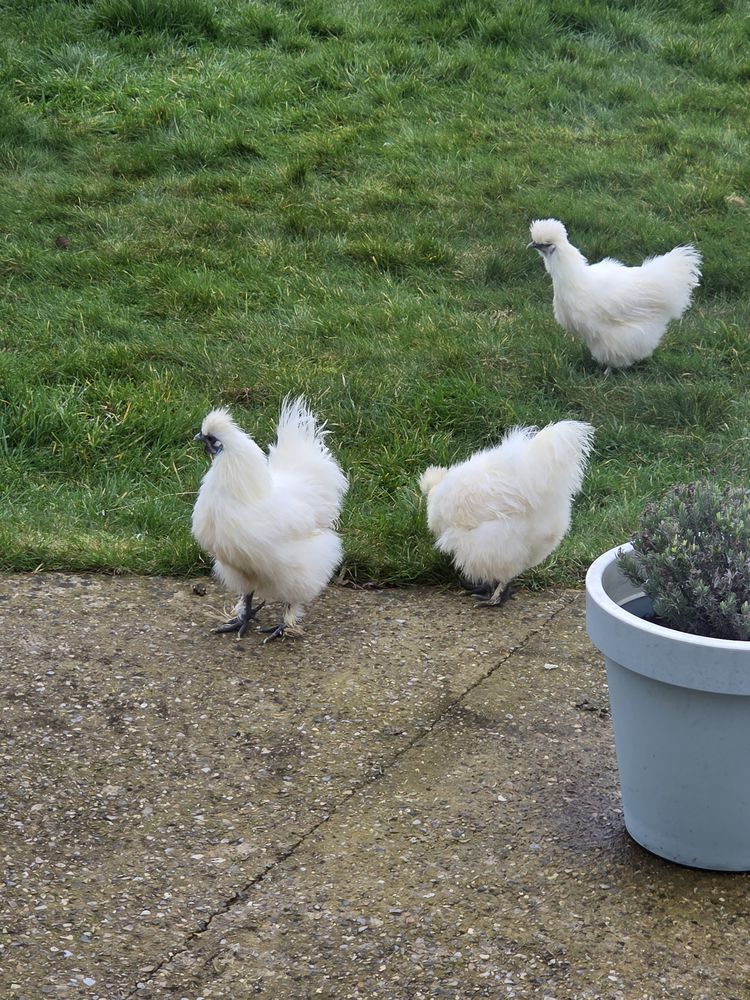 Coqs soie 0 62170 Boisjean