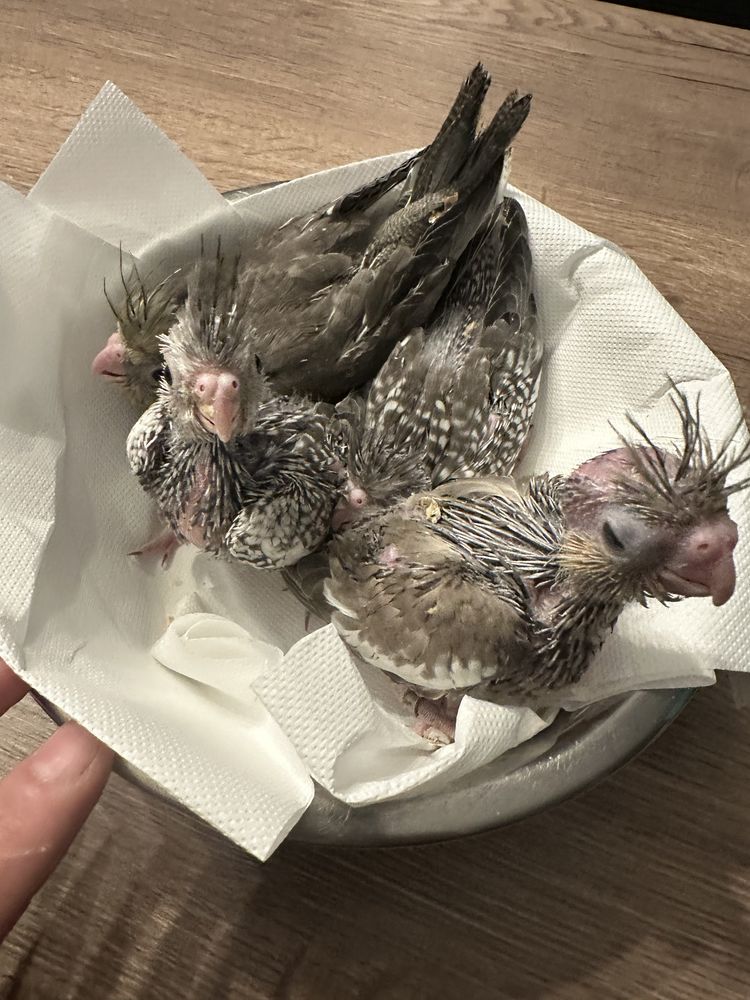 Calopsitte, EAM 100 28500 Germainville