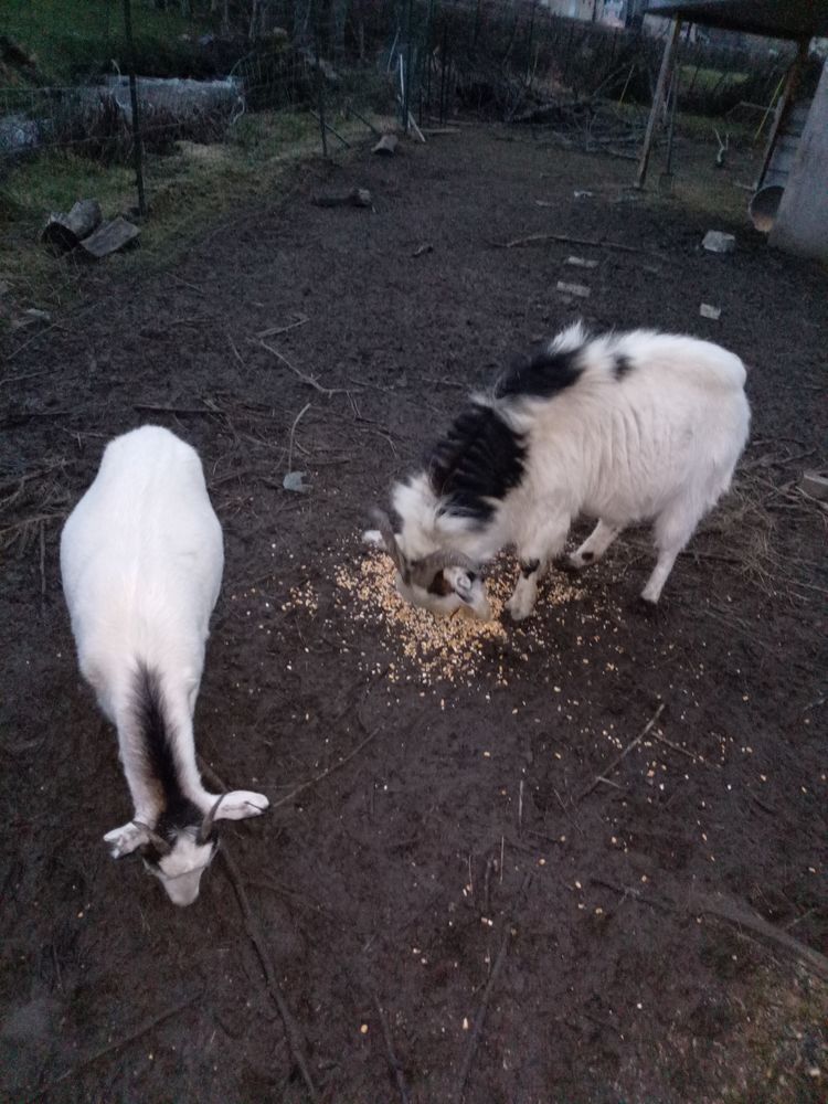 bouc demi nain bon reproducteur de 2ans ,gentil 90 71550 Anost