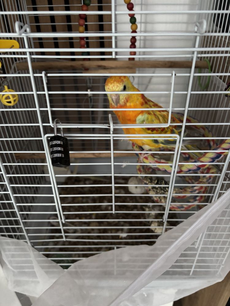 Perruche croupion m&agrave;&cent;le le &eacute;lev&eacute; a la main 80 77730 Sa�cy-sur-marne