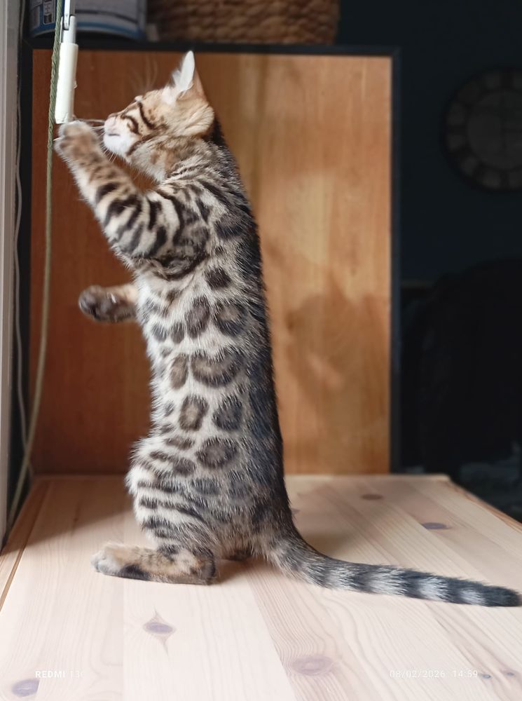 Chatons Bengal loof 1400 31700 Cornebarrieu