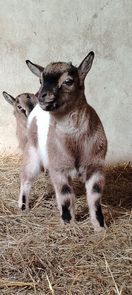Bouc nain castr&eacute; 120 62980 Vermelles