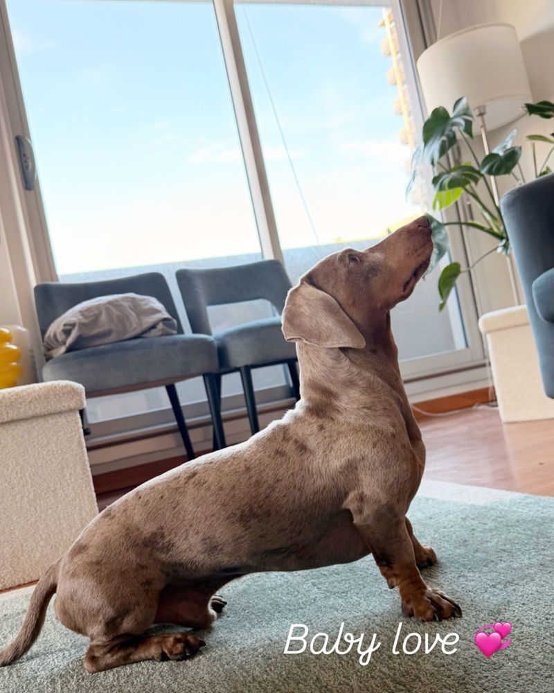 saillies teckel poil ras arlequin 350 77169 Saint-germain-sous-doue