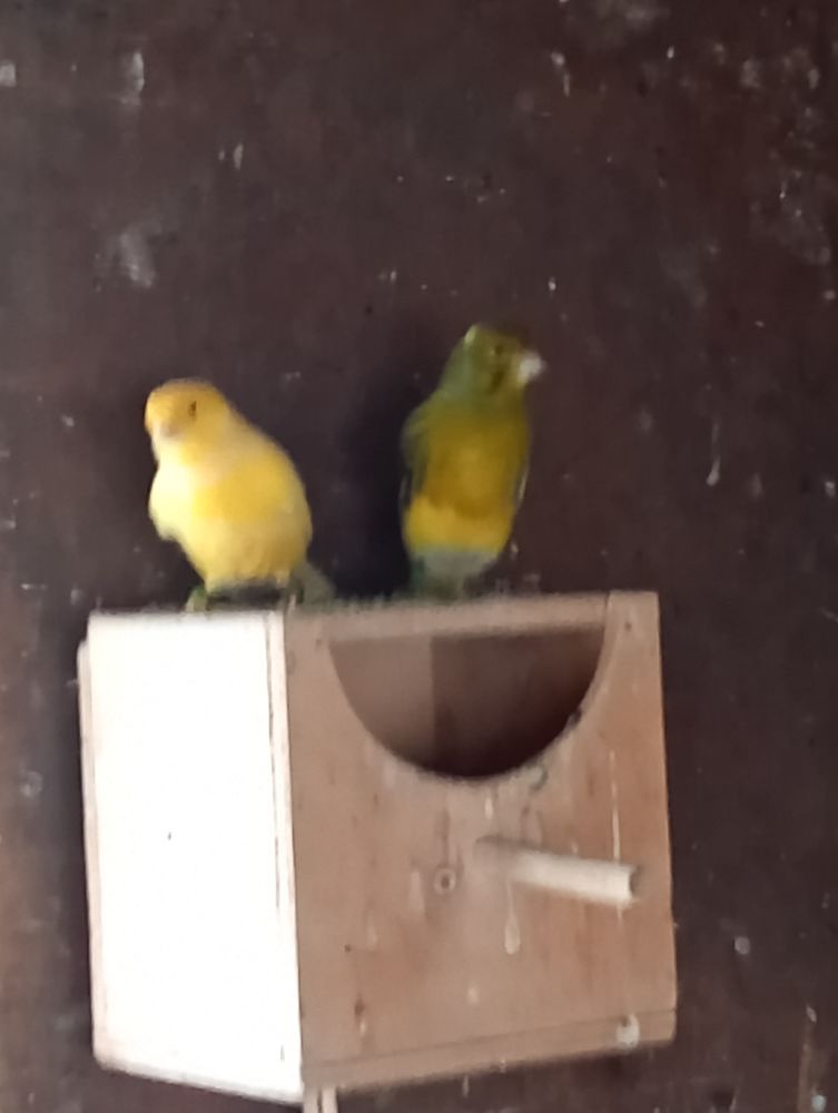 Canari 25 43700 Le monteil