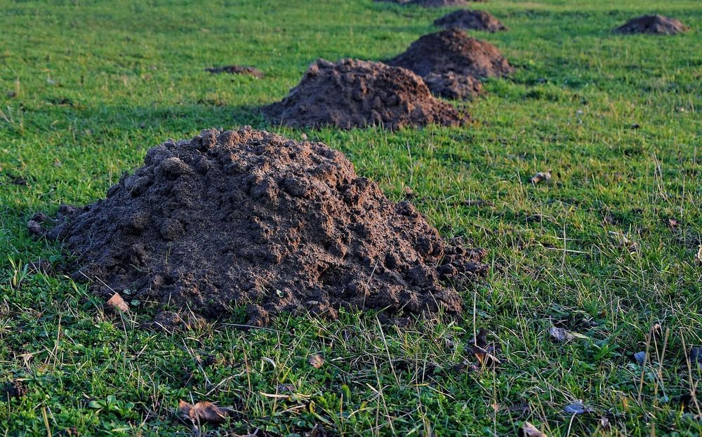 FORMATION TAUPIERS TAUPI7RES 40 76850 Bosc-le-hard