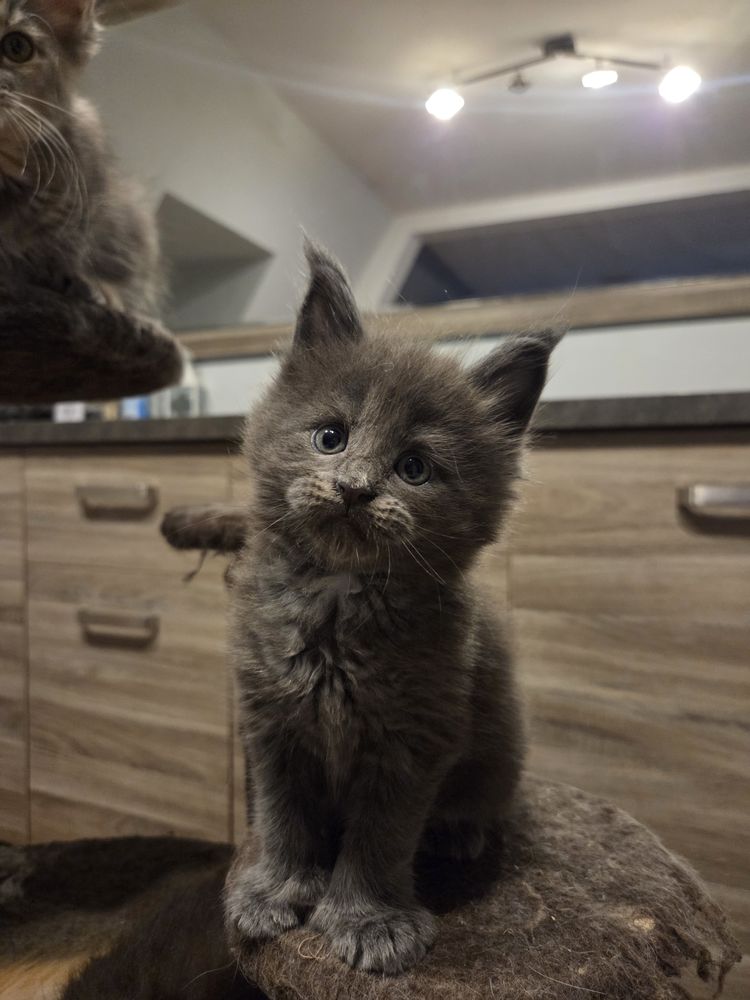 Chatons Maine Conns 1500 68700 Cernay