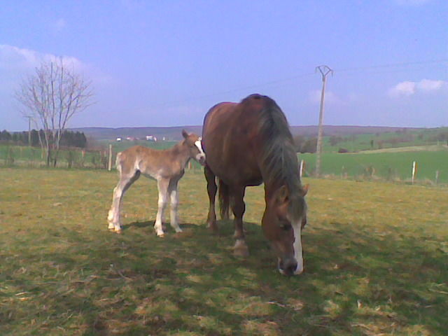 fumier cheval 0 58210 Champlemy