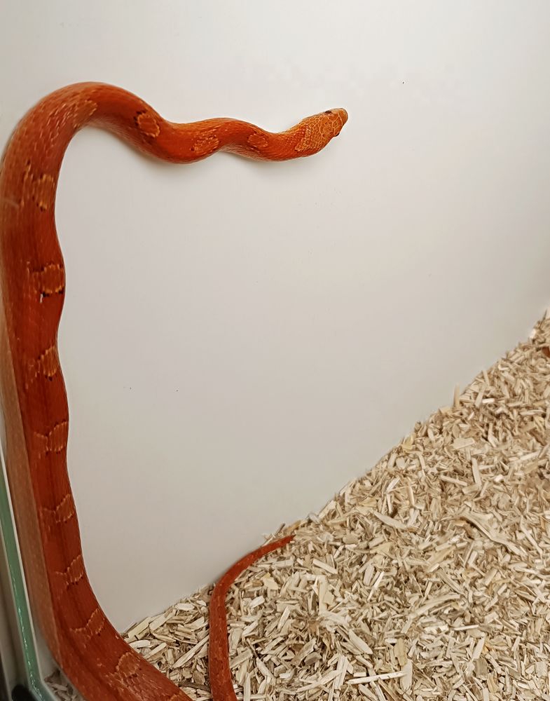 Pantherophis guttatus rouge 30 95800 Cergy