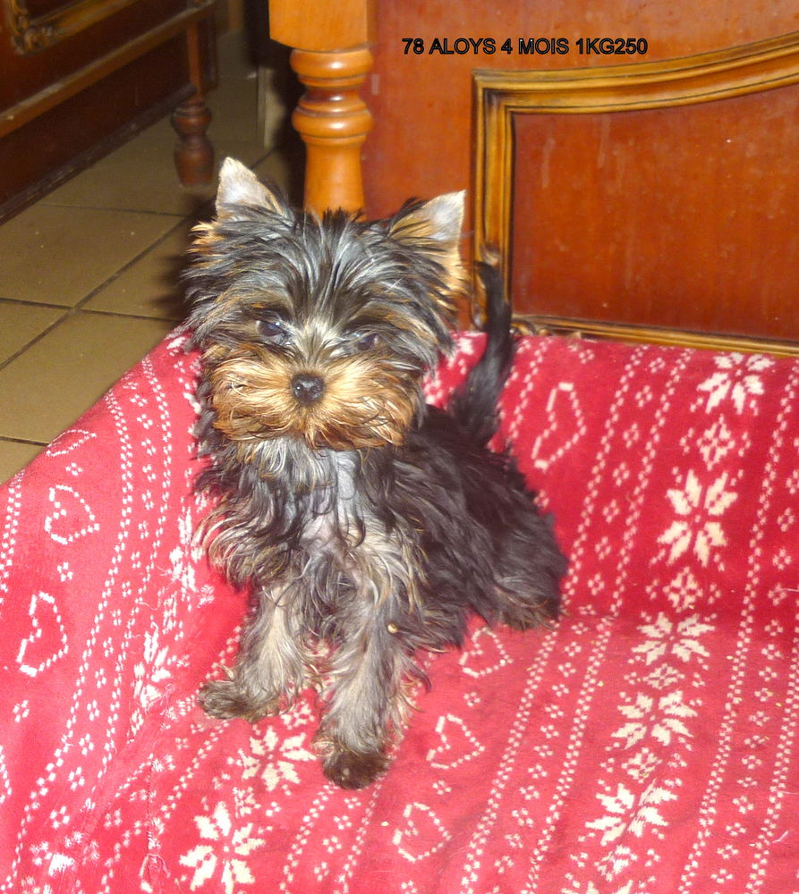 Un joli petit male inscrit au LOF &eacute;lev&eacute; &agrave; la maison
1500 19190 Beynat