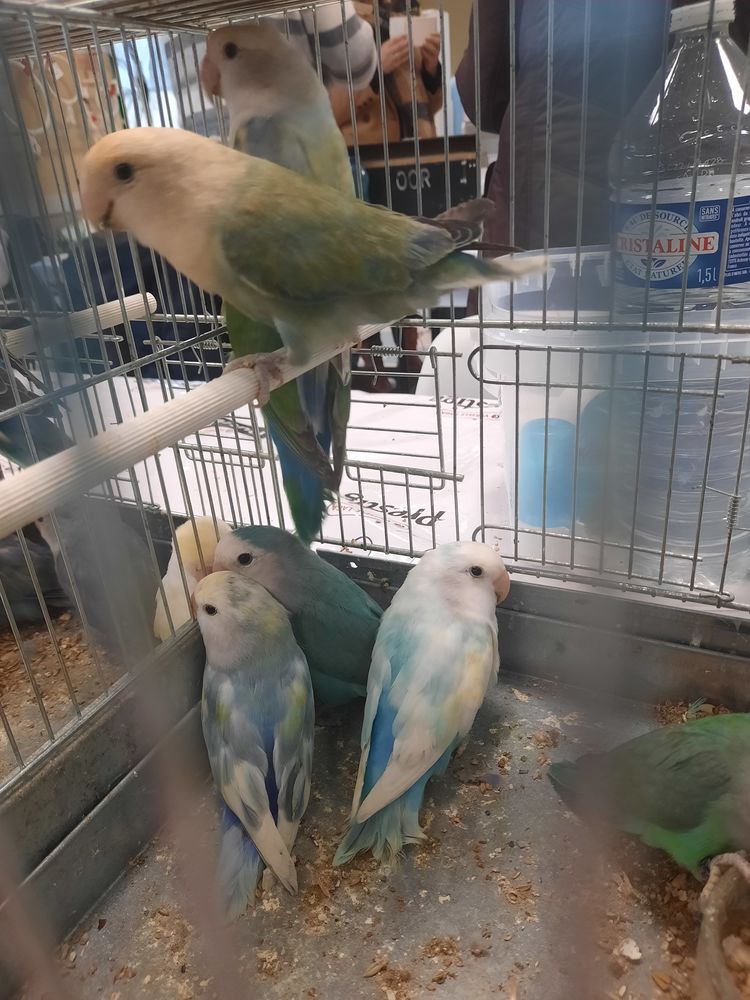 Perruches ins&eacute;parables roseicollis 35 61000 Alen�on