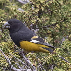 Mycerobas carnipes (Gros-bec &agrave; ailes blanches) 0 41230 Courmemin