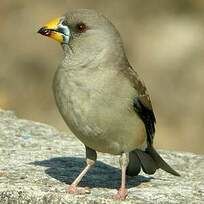 Eophona migratoria (Gros-bec migrateur) 0 41230 Courmemin