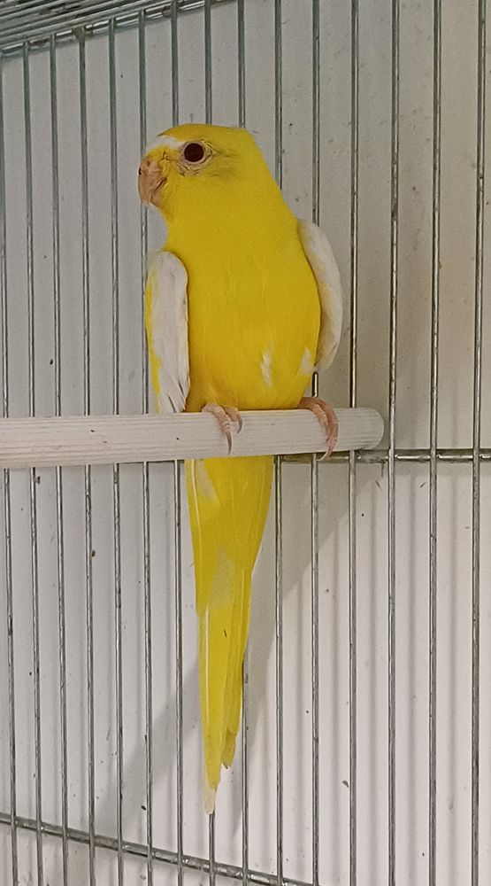 Perruches &eacute;l&eacute;gantes (Neophema elegans) 0 41230 Courmemin