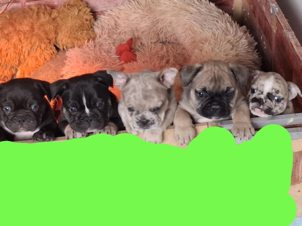 B&eacute;b&eacute;s bouledogues fran&ccedil;ais exotiques 1300 12220 Les albres